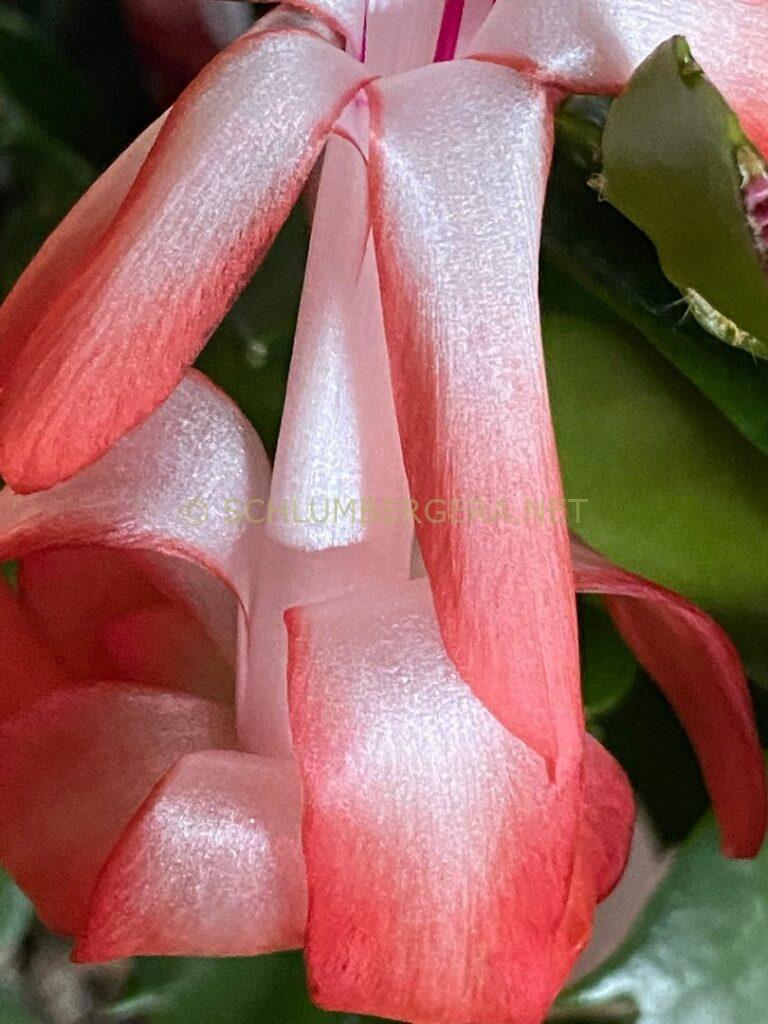 Schlumbergera 'La Noia'