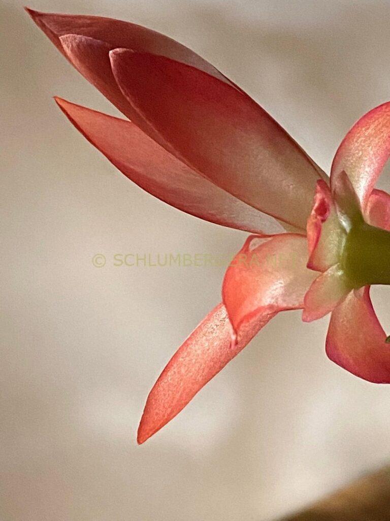 Schlumbergera 'La Noia'
