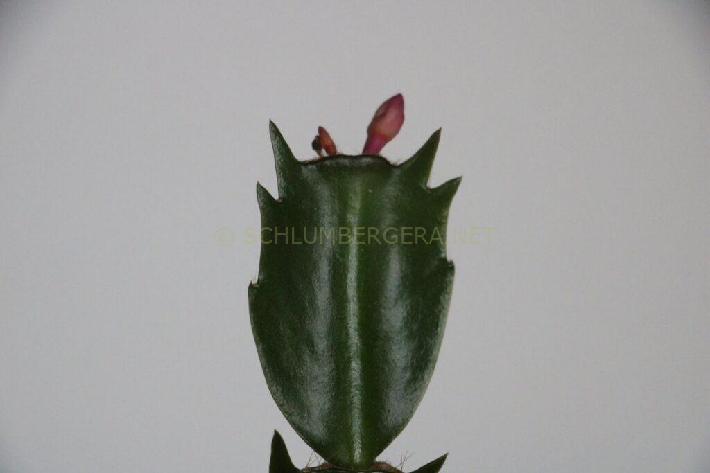 Schlumbergera 'La Noia'