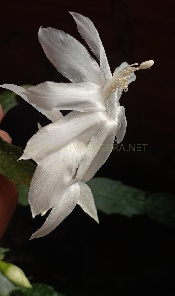 Schlumbergera 'Geada Mineira'