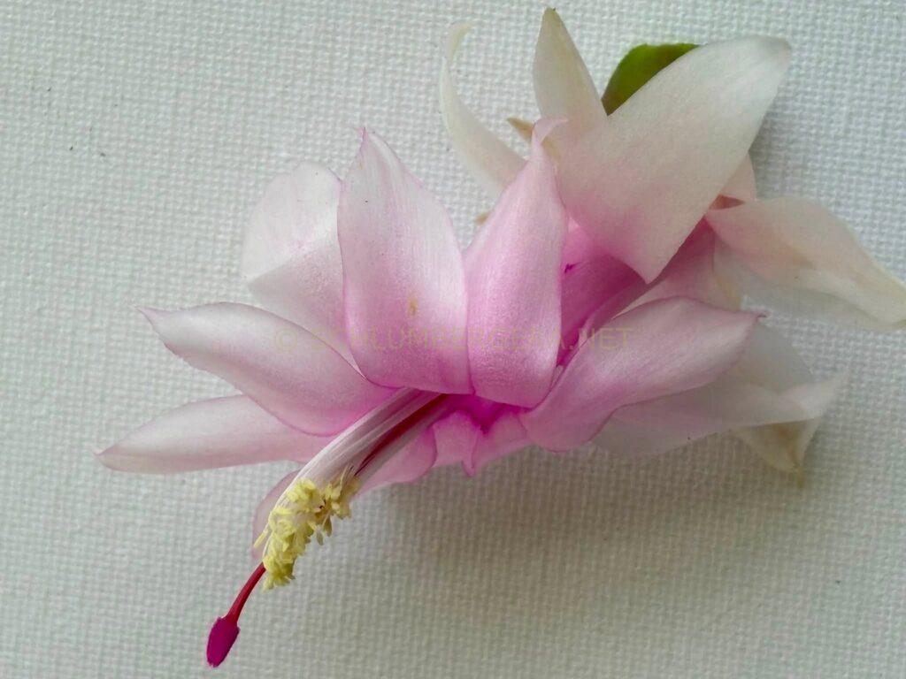 Schlumbergera 'Hope' [Süpplie]