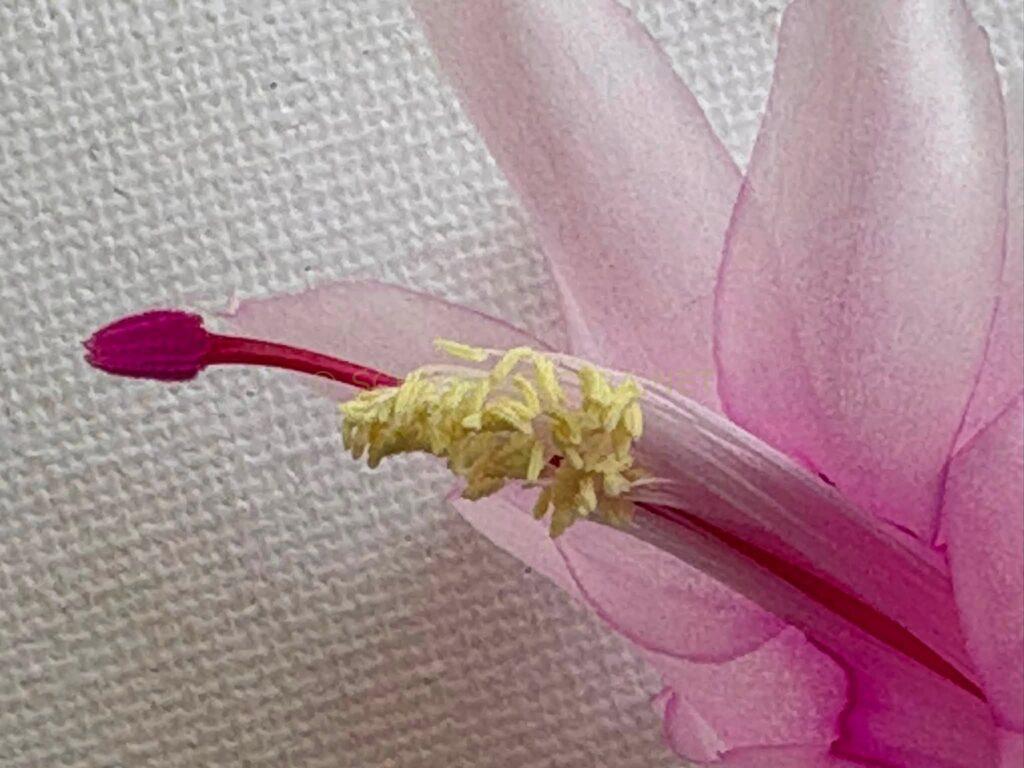 Schlumbergera 'Hope' [Süpplie]