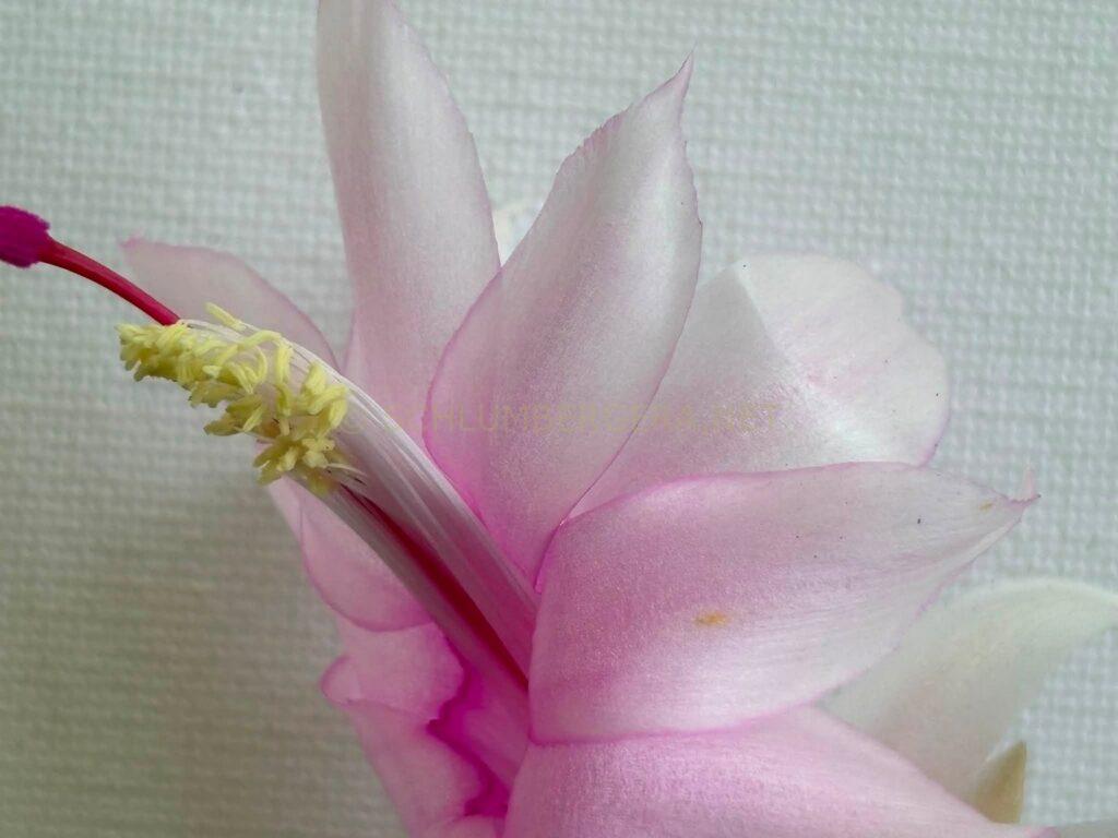 Schlumbergera 'Hope' [Süpplie]