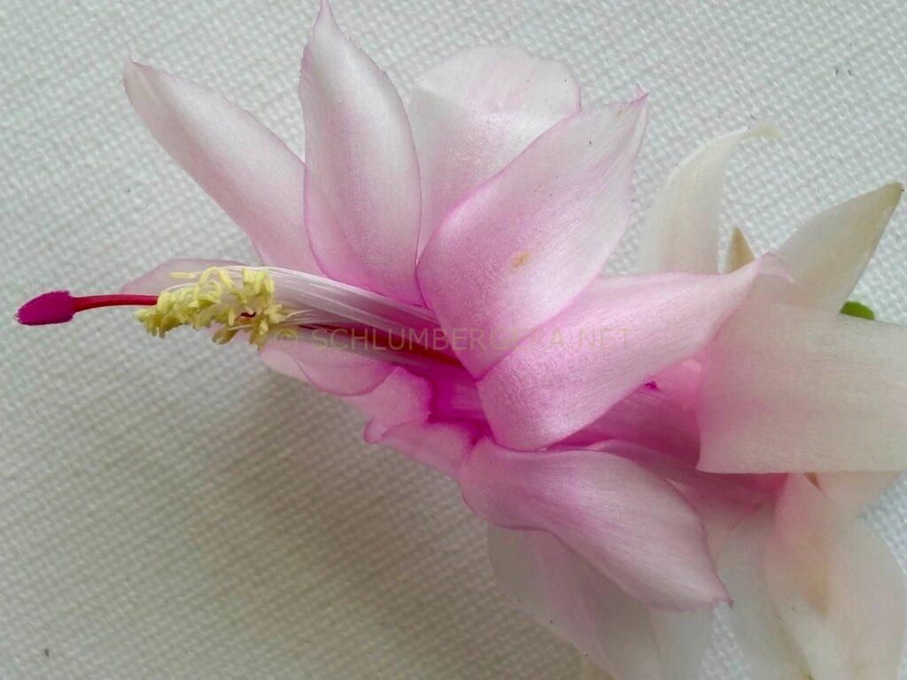 Schlumbergera 'Hope' [Süpplie]