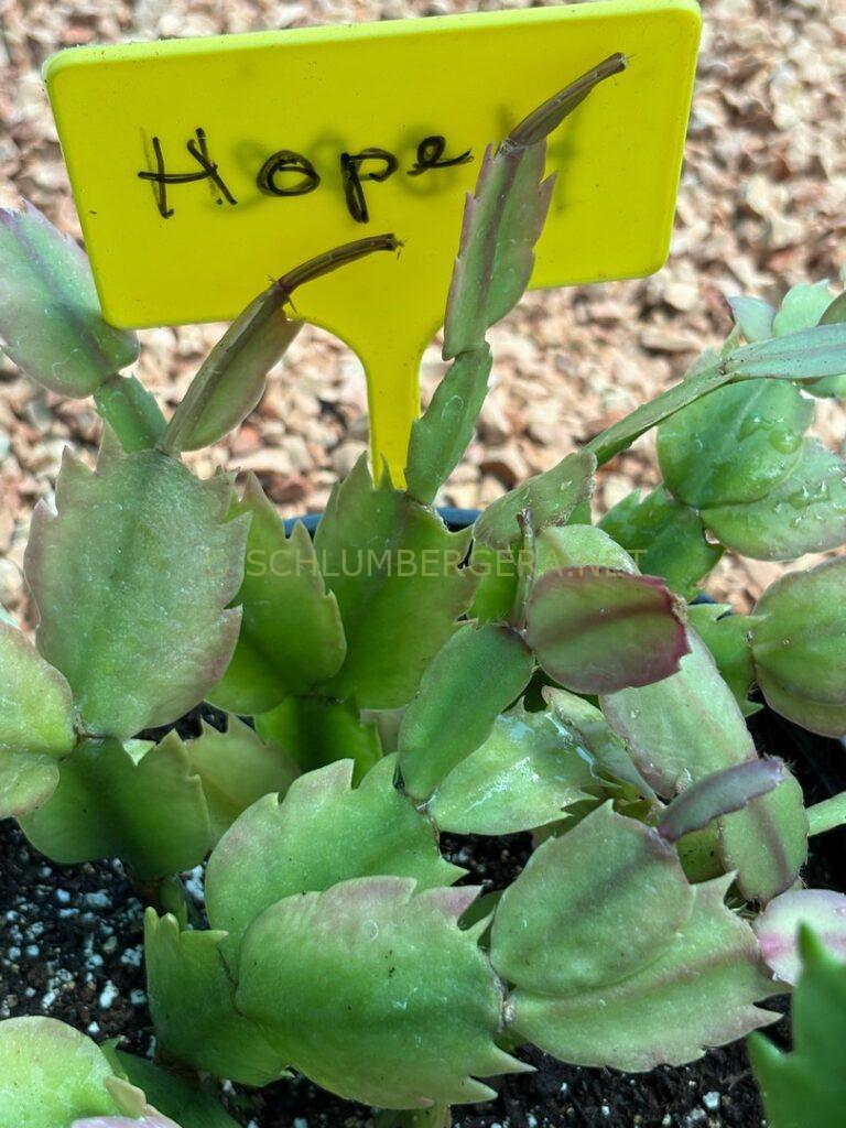 Schlumbergera 'Hope' [Süpplie]