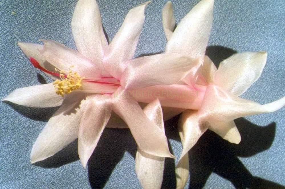 Schlumbergera 'Icelandic'