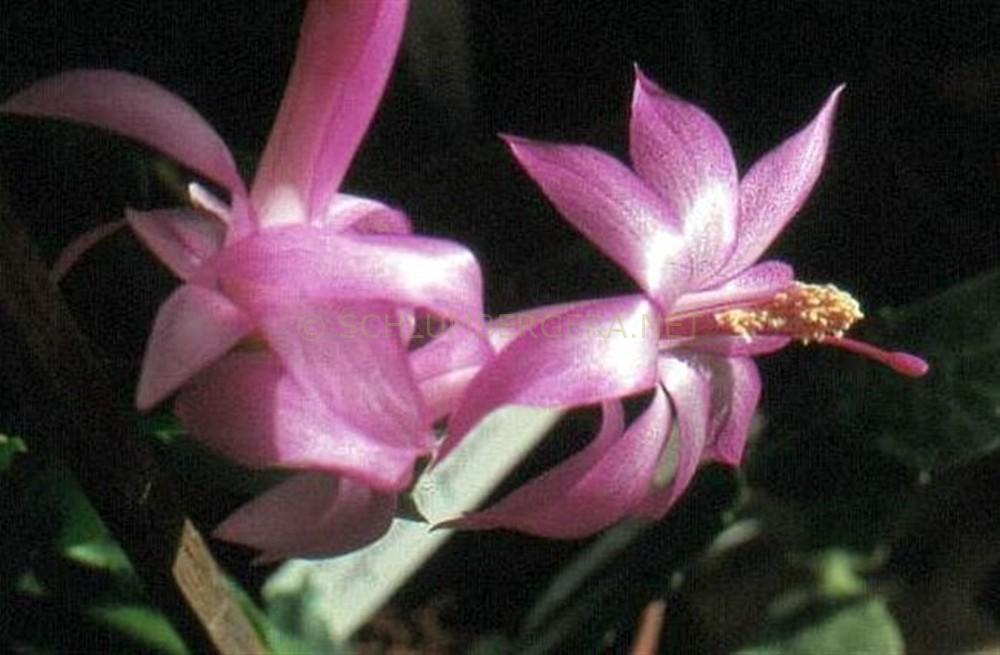 Schlumbergera 'Iyanno'