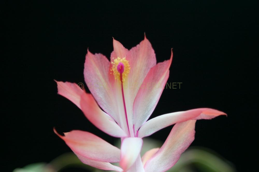 Schlumbergera 'Just Peachy'