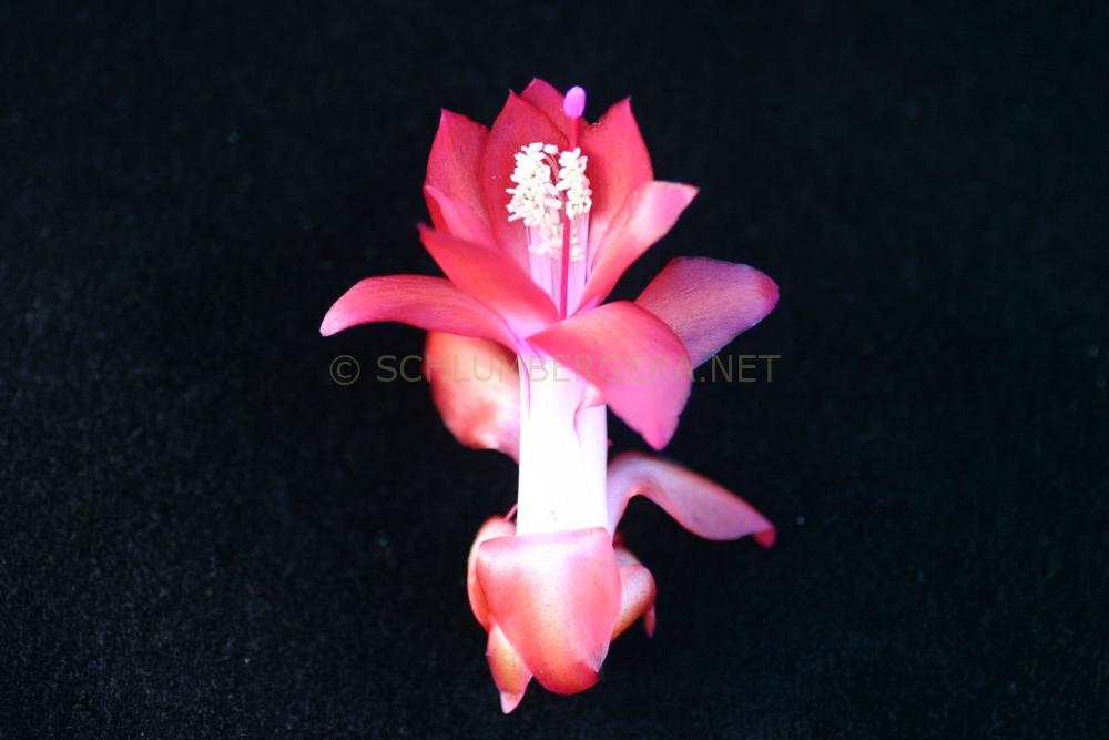 Schlumbergera 'Kerian'