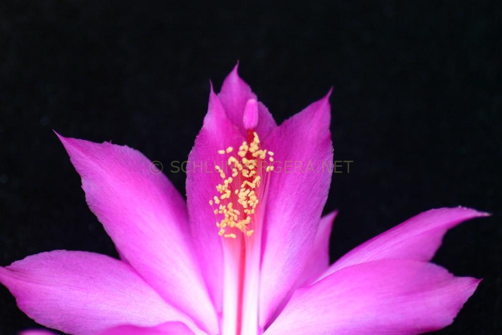 Schlumbergera 'Lady Cathryn'