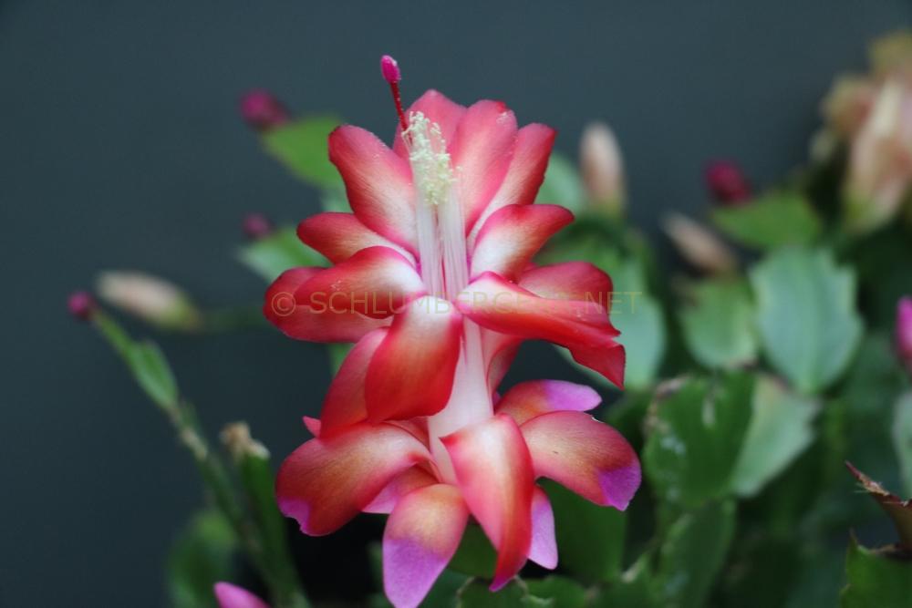Schlumbergera 'Linda'