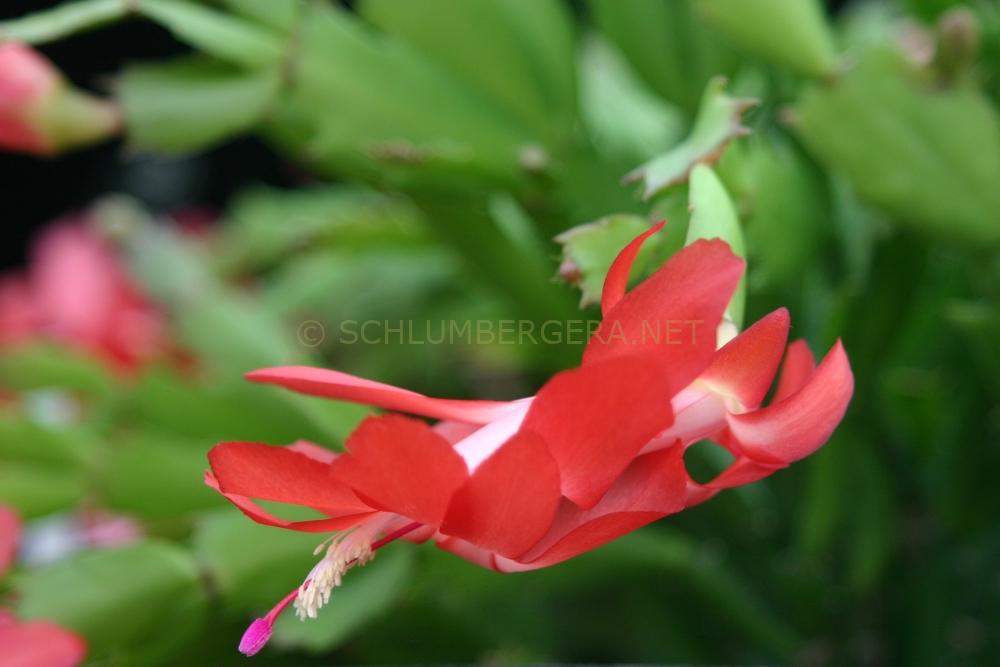 Schlumbergera 'Lorna Doone'