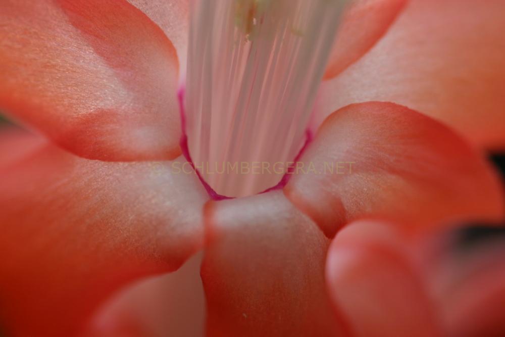 Schlumbergera 'Malibu'