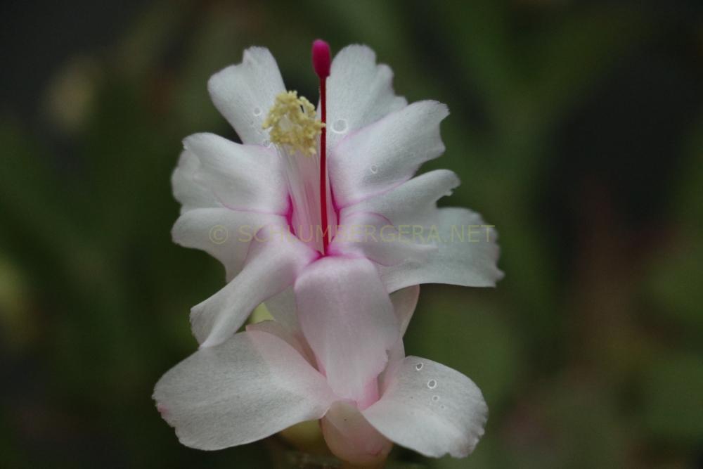 Schlumbergera 'Malissa'