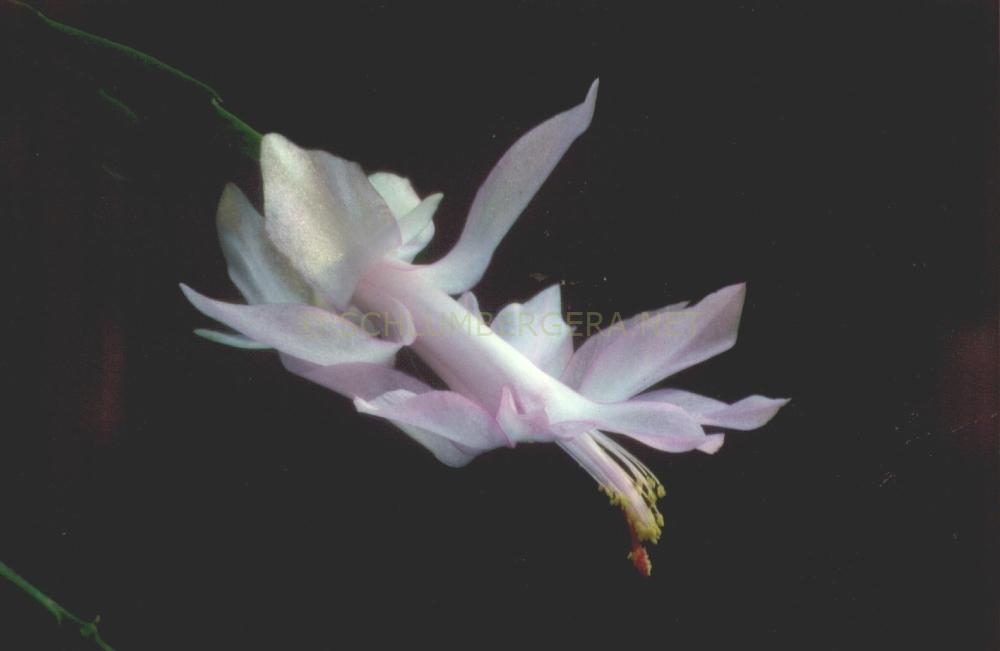 Schlumbergera 'Miss Shimano'