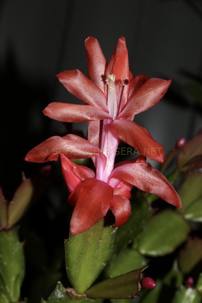 Schlumbergera 'Orange Brazil'