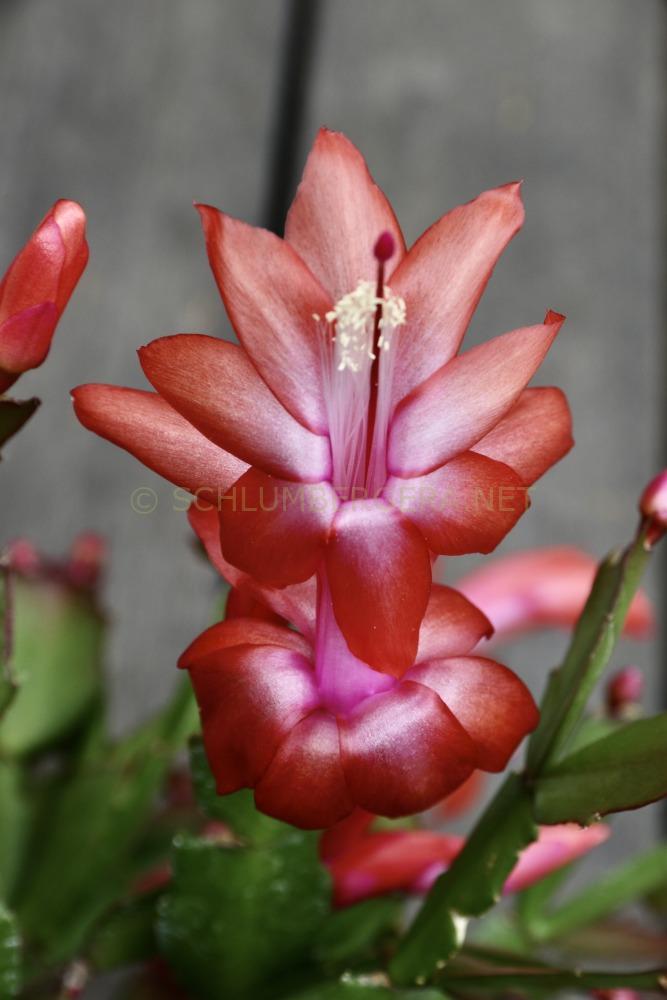 Schlumbergera 'Orange Brazil'