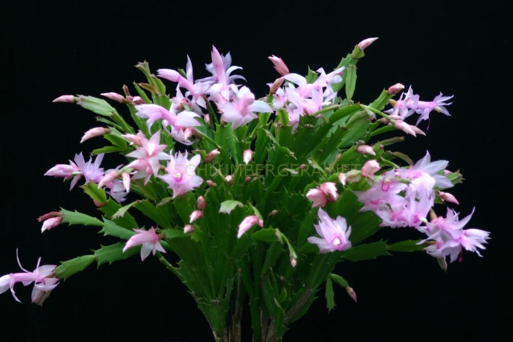 Schlumbergera 'Pastel'