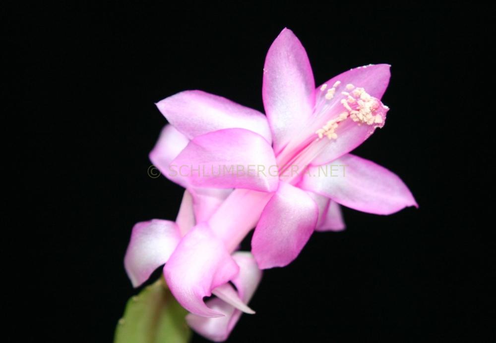 Schlumbergera 'Pink Lady'
