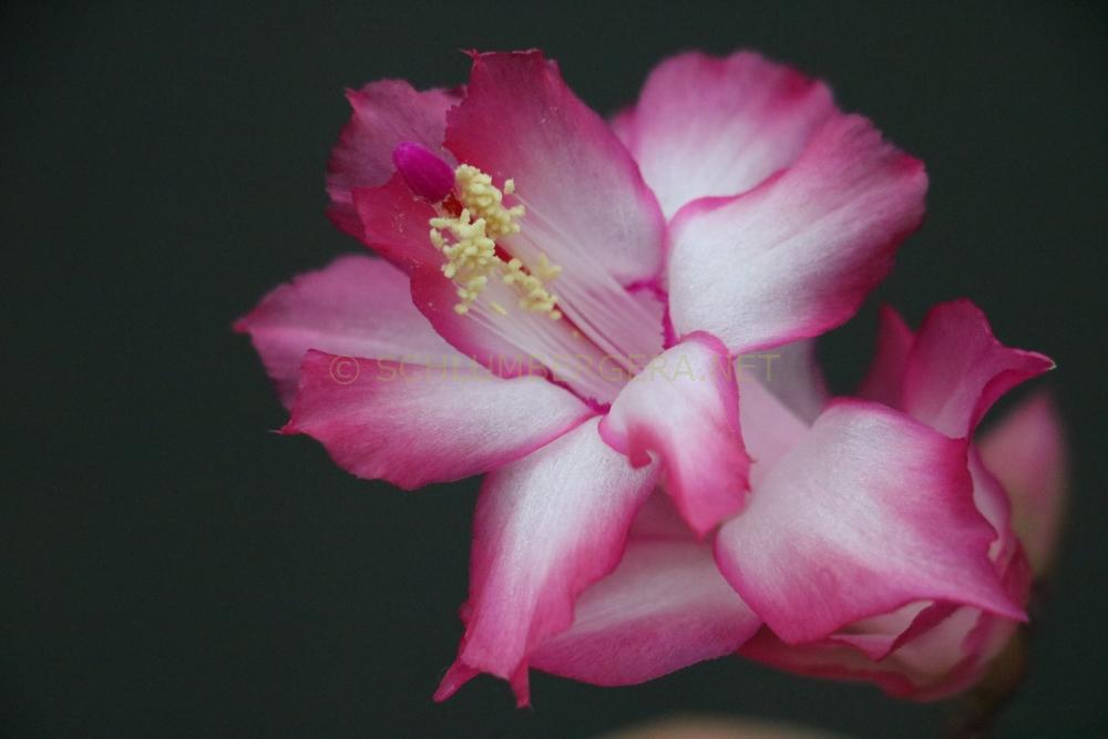 Schlumbergera 'Pink Sunny'