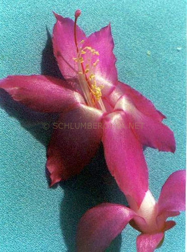 Schlumbergera 'Pryoli'