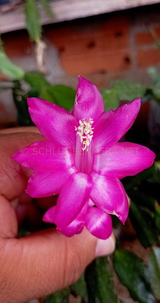 Schlumbergera 'Rose Marinho'