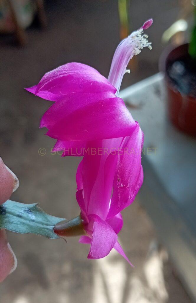 Schlumbergera 'Rose Marinho'