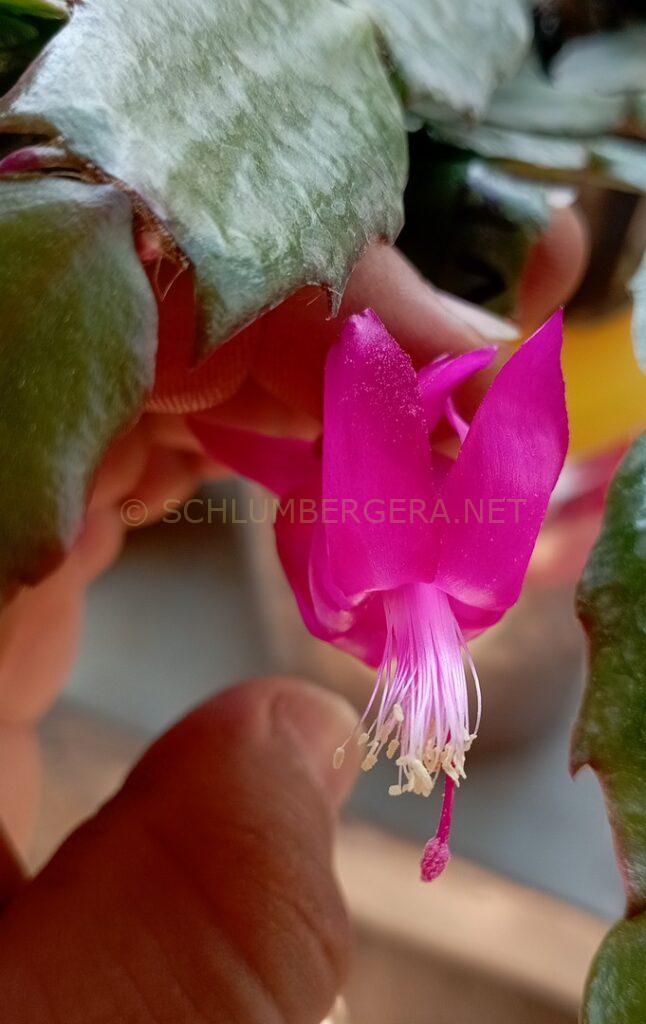 Schlumbergera 'Rose Marinho'