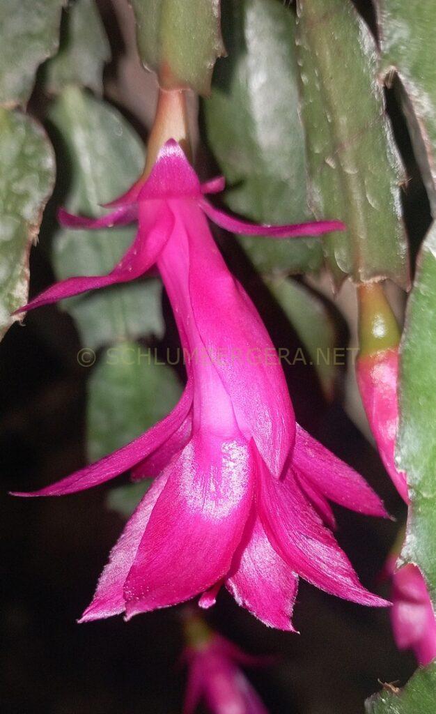 Schlumbergera 'Rose Marinho'