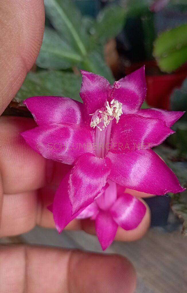 Schlumbergera 'Rose Marinho'