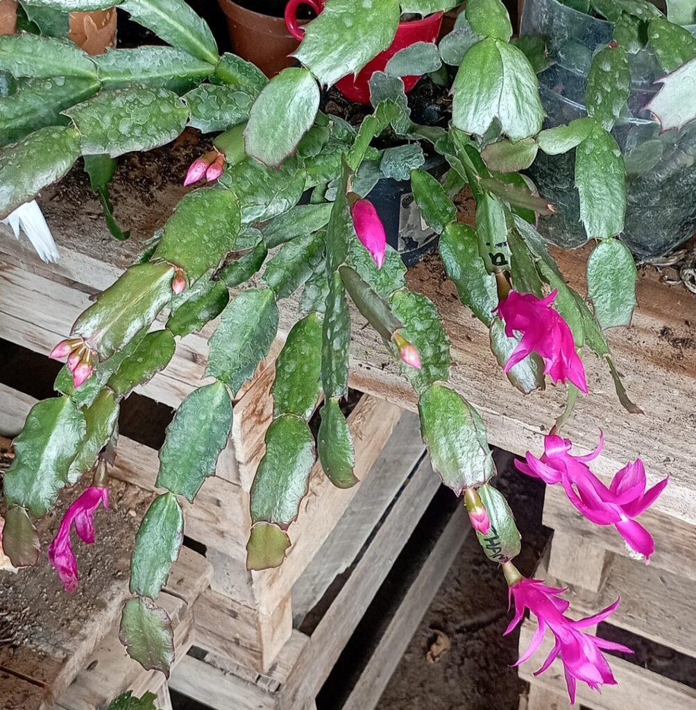 Schlumbergera 'Rose Marinho'