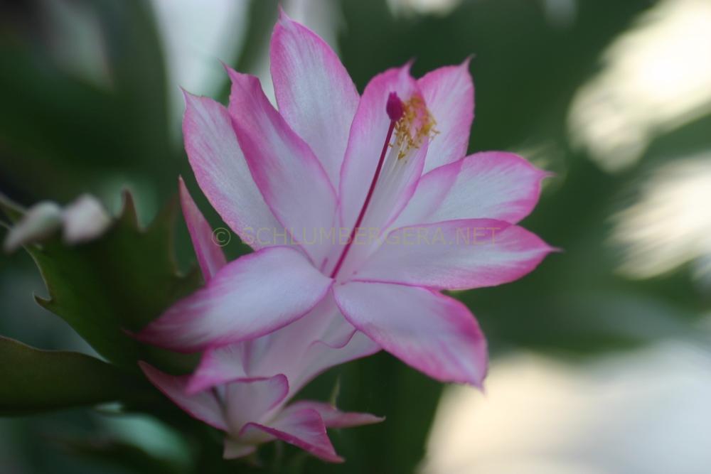 Schlumbergera 'Ruth Day'
