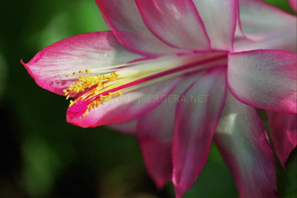 Schlumbergera 'Ruth Day'