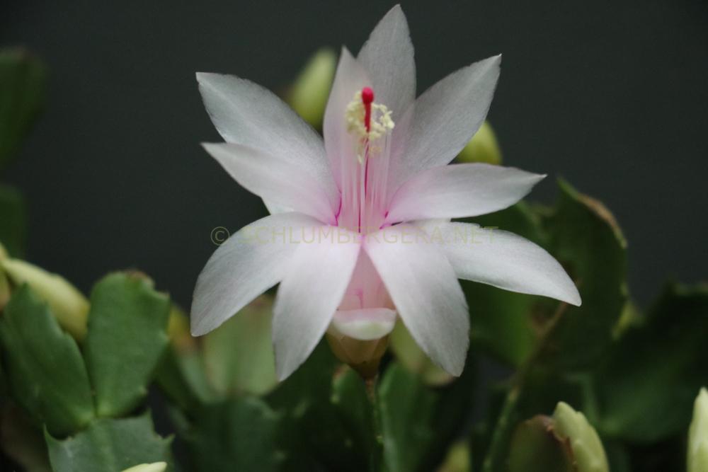Schlumbergera 'São Paulo Brazil'