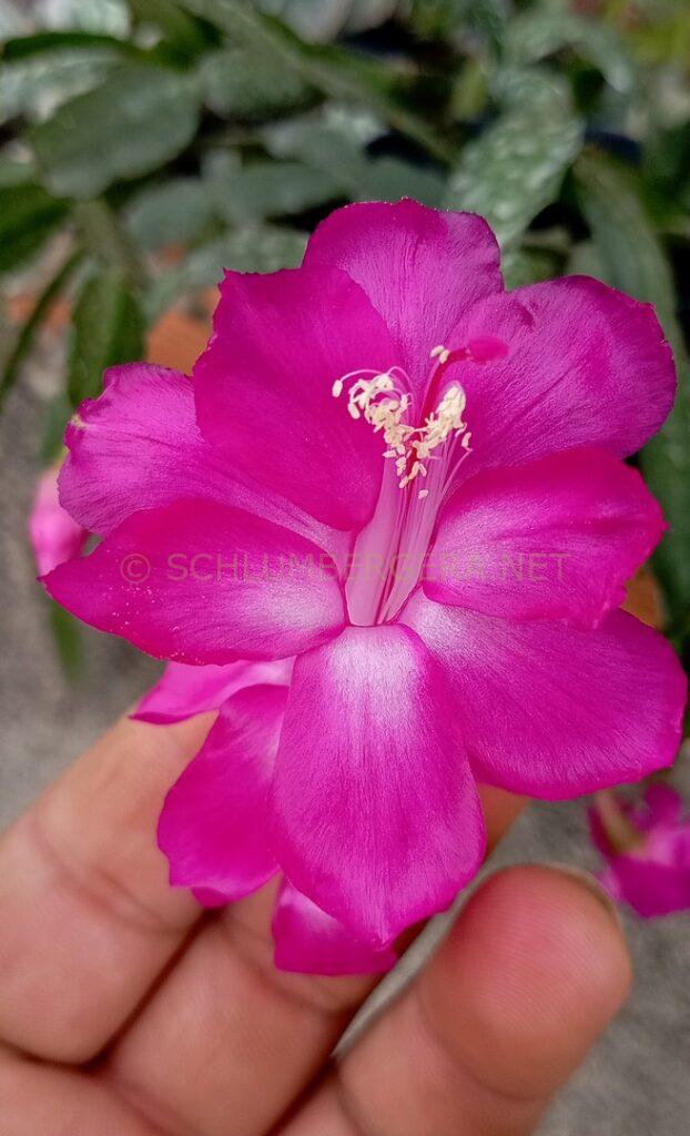 Schlumbergera 'Sofia Gonçalves'