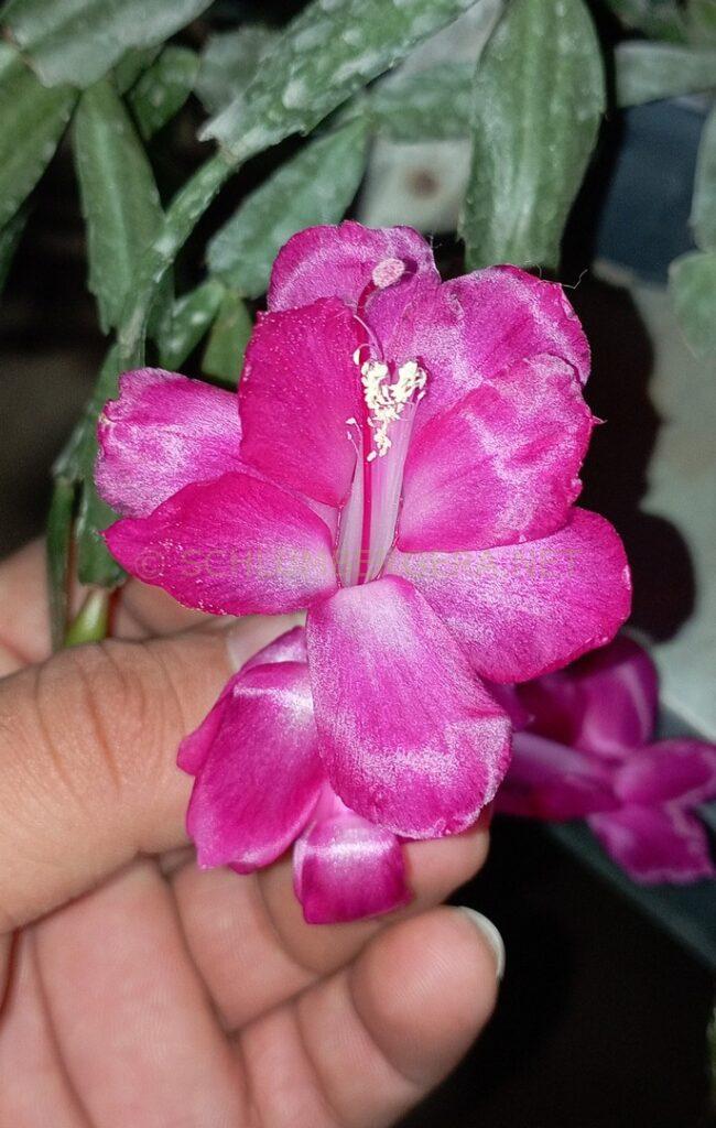 Schlumbergera 'Sofia Gonçalves'