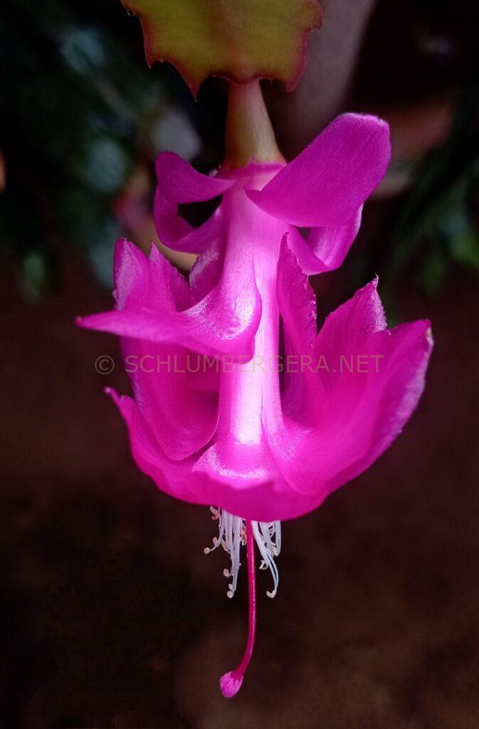 Schlumbergera 'Sofia Gonçalves'