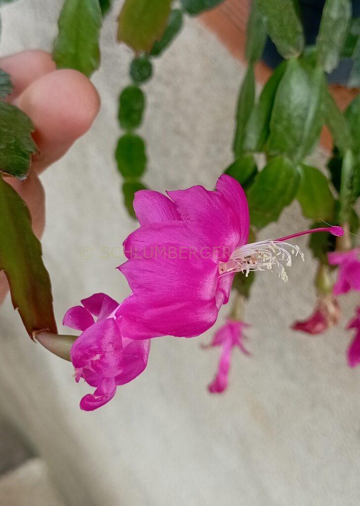 Schlumbergera 'Sofia Gonçalves'