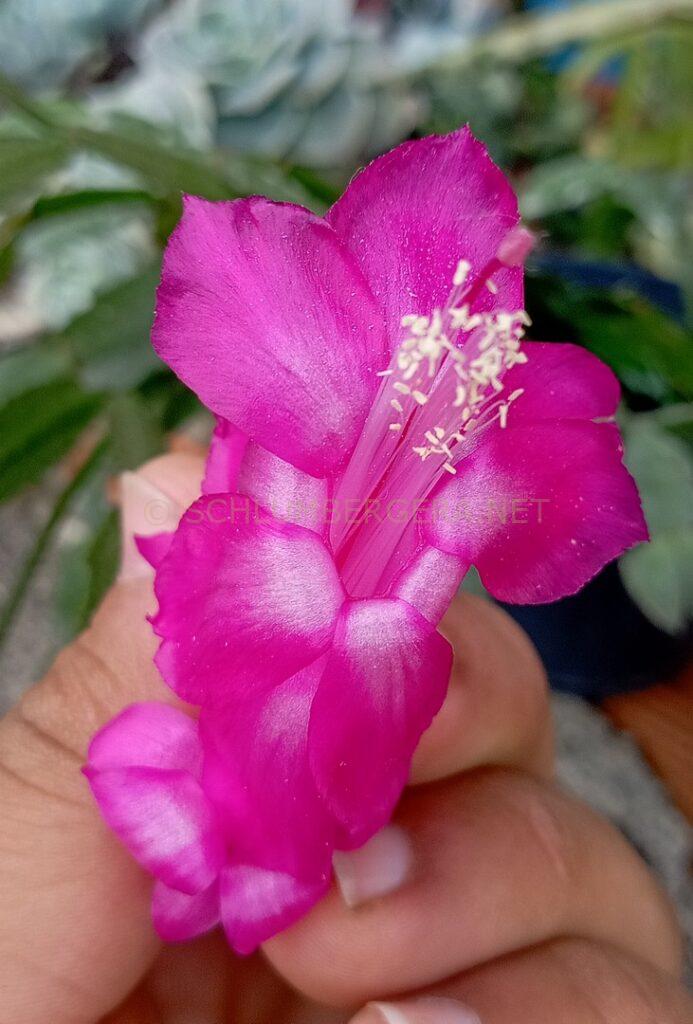 Schlumbergera 'Sofia Gonçalves'
