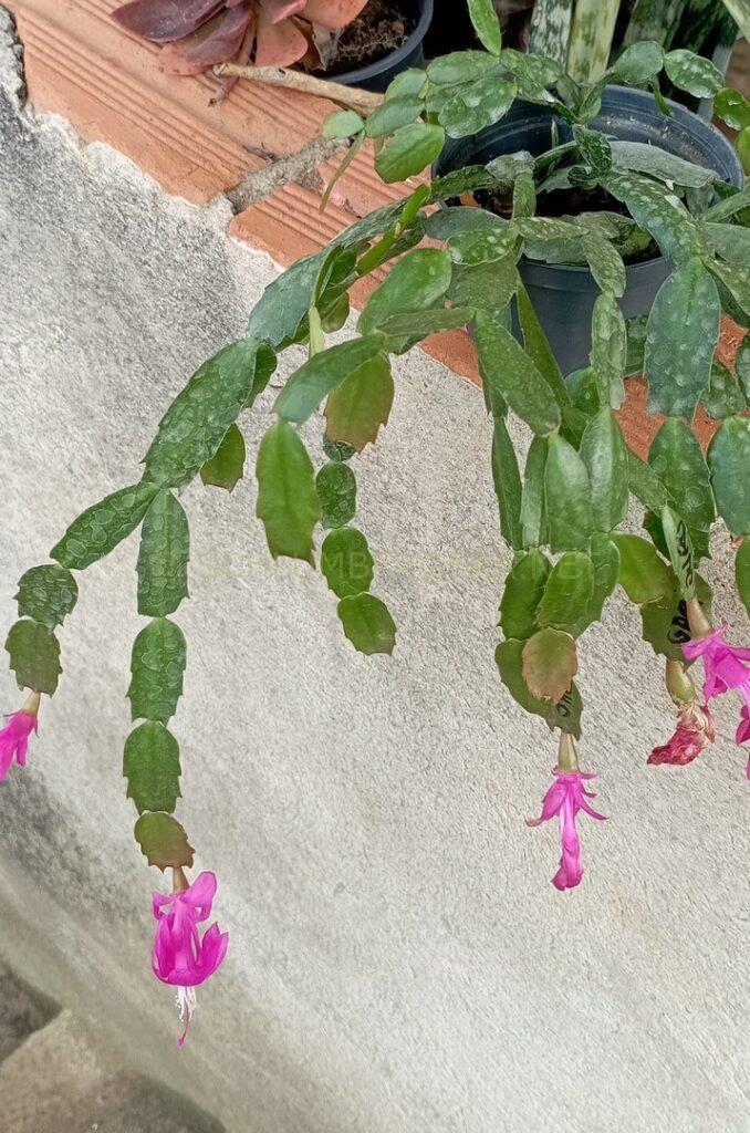 Schlumbergera 'Sofia Gonçalves'