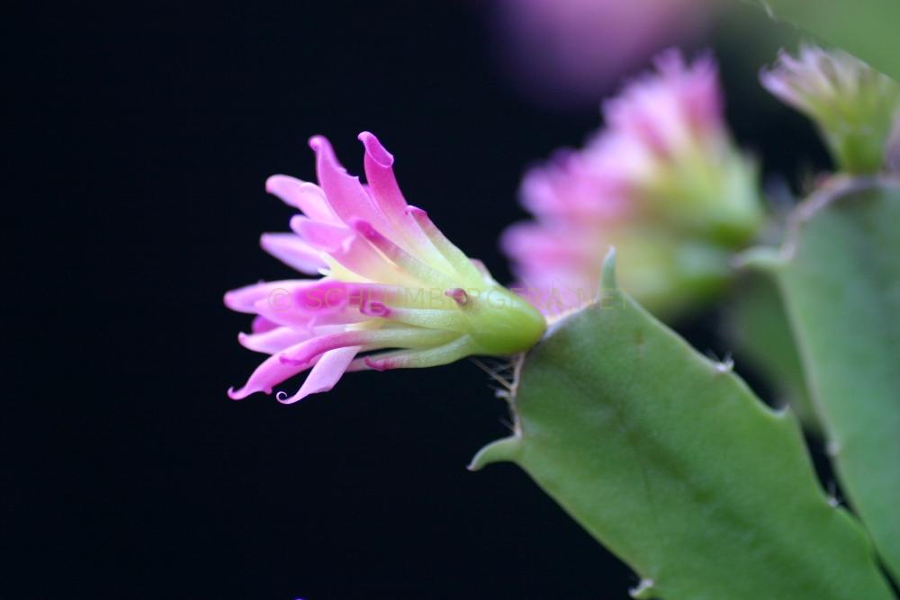 Schlumbergera 'Stardust'