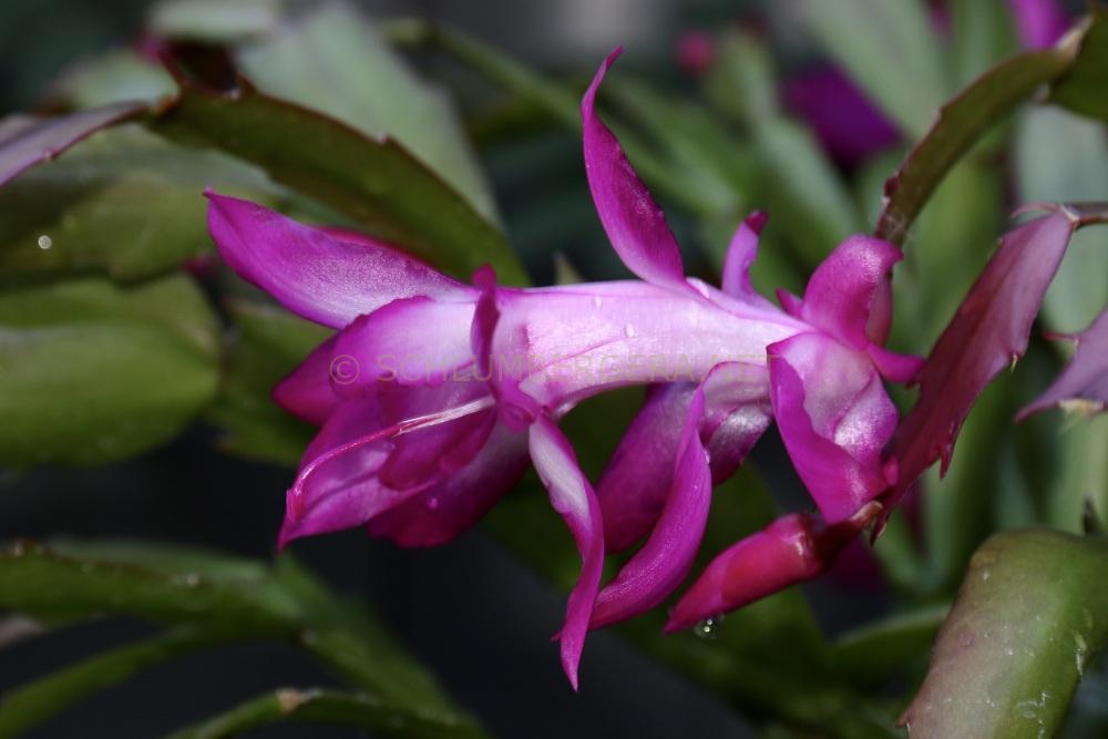 Schlumbergera 'Stephryn'