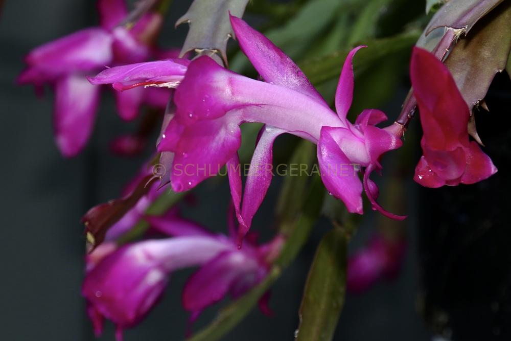 Schlumbergera 'Stephryn'