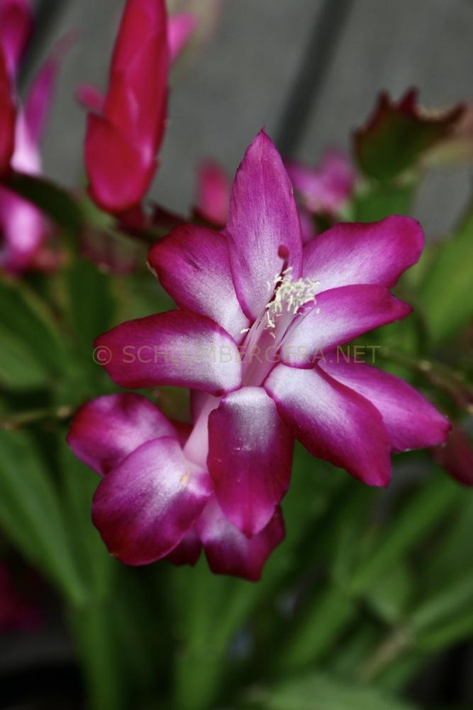 Schlumbergera 'Stephryn'