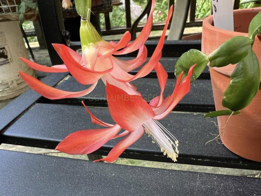 Schlumbergera 'Sun Prairie'