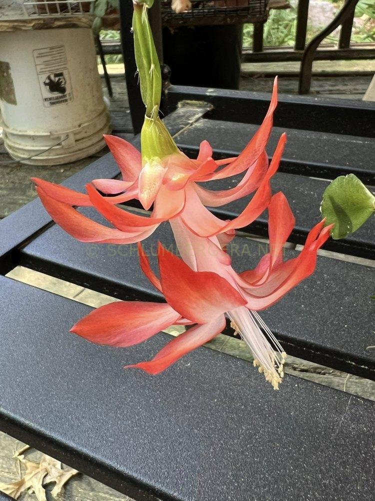 Schlumbergera 'Sun Prairie'