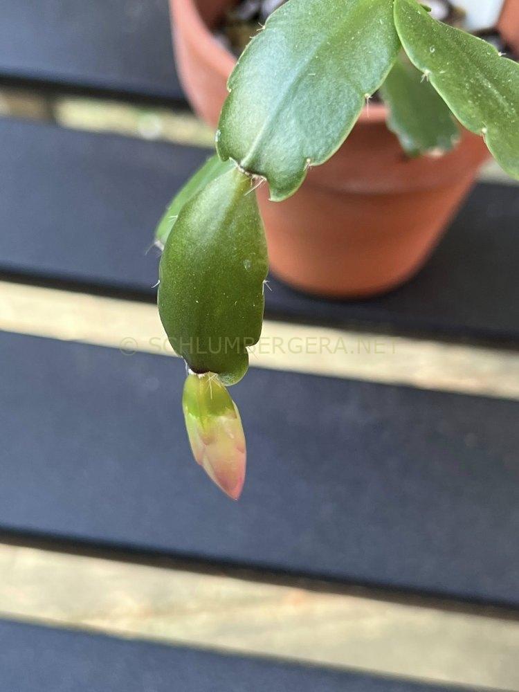 Schlumbergera 'Sun Prairie'
