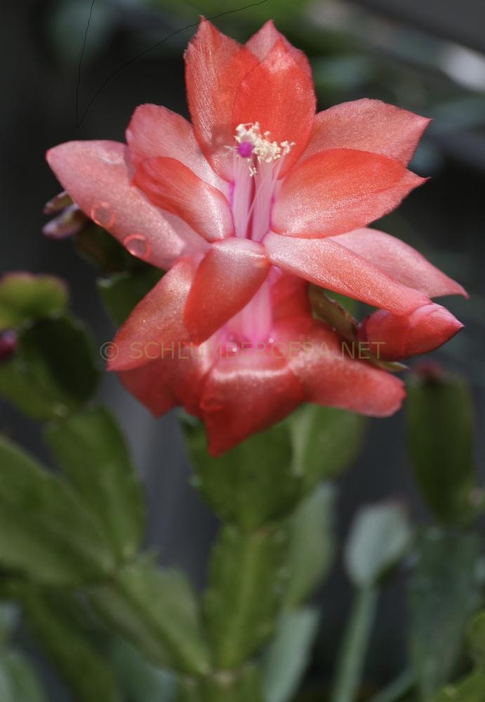 Schlumbergera 'Sunset Dancer'