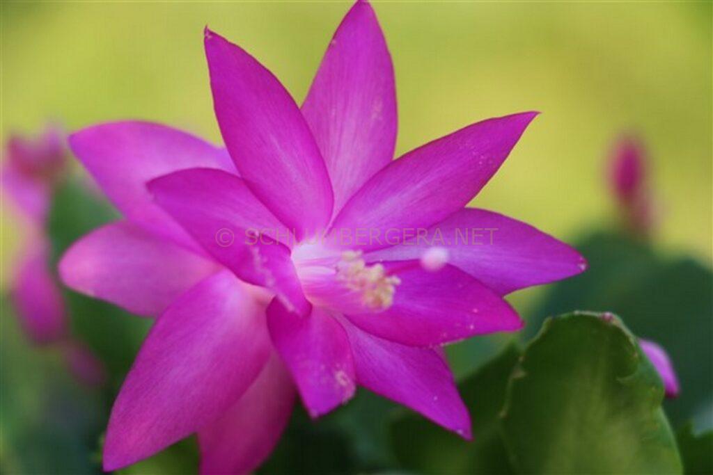 Schlumbergera 'The Princess'