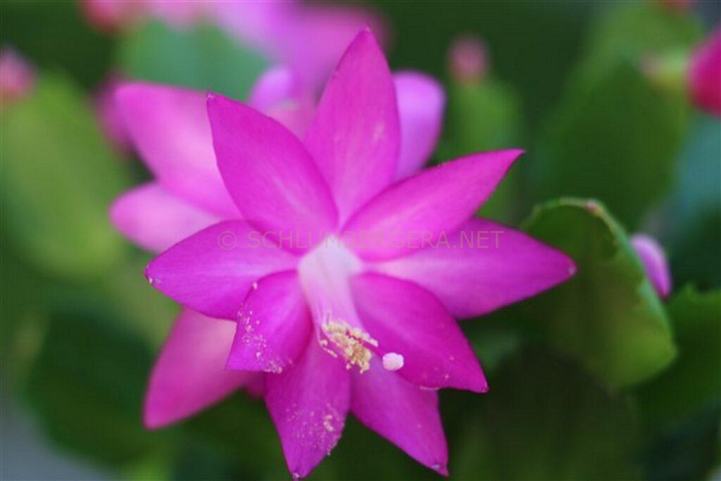 Schlumbergera 'The Princess'